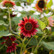 Sunflower 'Chocolate' Seeds