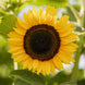 Sunflower 'Domino' Seeds