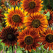 Sunflower 'Earthwalker' Seeds