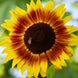 Sunflower 'Evening Sun' Seeds