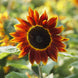 Sunflower 'Harlequin' Seeds