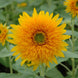 Sunflower 'Orange Sun' Seeds