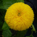 Sunflower 'Golden Bear' Seeds