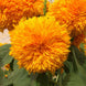 Sunflower 'Goldie F1' Seeds