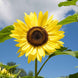 Sunflower 'Lemon Queen' Seeds