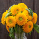 Sunflower 'Teddy Bear' Seeds