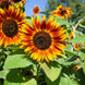 Sunflower 'Velvet Queen' Seeds
