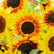Sunflower 'Ring of Fire' Seeds