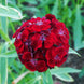 Dianthus 'Dunetti' Seeds