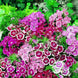 Dianthus 'Wee Willie Mix' Seeds