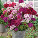 Dianthus 'Herald of Spring Mix' Seeds