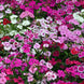 Dianthus 'Dwarf Single Mix' Seeds