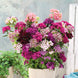 Dianthus 'Tall Double Mix' Seeds