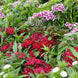 Dianthus 'Tall Single Mix' Seeds