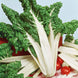 Swiss Chard 'Fordhook Giant' Seeds