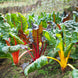 Swiss Chard 'Rainbow Mix' Seeds