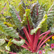 Swiss Chard 'Ruby Red' Seeds