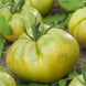 Tomato 'German Green' Seeds