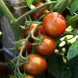 Tomato 'Chocolate' Seeds