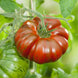 Tomato 'Chocolate Stripes' Seeds