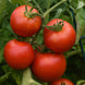 Tomato 'Early Girl' Seeds