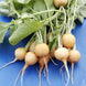 Turnip 'Golden Ball' Seeds