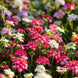 Verbena 'Compacta Mix' Seeds