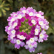 Verbena 'Violet Twister' Seeds