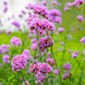 Verbena 'Purpletop' Seeds