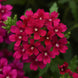 Verbena 'Bordeaux' Seeds