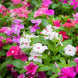 Vinca 'Tall Mix' Seeds