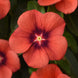 Vinca 'Tangerine' Seeds