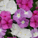 Vinca 'Summer Breeze Mix' Seeds