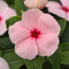 Vinca 'Valiant Apricot' Seeds