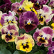 Pansy 'Mini Tapestry' Seeds