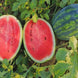 Watermelon 'All Sweet' Seeds