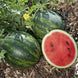 Watermelon 'Mini Love' Seeds
