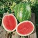 Watermelon 'Triple Crown' Seeds