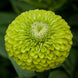 Zinnia 'Giant Lime' Seeds