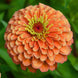 Zinnia 'Giant Salmon Rose' Seeds