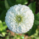 Zinnia 'Giant White' Seeds