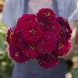 Zinnia 'Giant Wine' Seeds