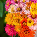 Zinnia 'Giants Mix' Seeds