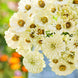 Zinnia 'Cactus Snowman' Seeds