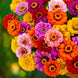 Zinnia 'California Giants Mix' Seeds
