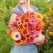 Zinnia 'Carrousel Mixed' Seeds