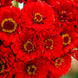 Zinnia 'Cherry Queen' Seeds