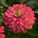 Zinnia 'Double Zahara Salmon' Seeds