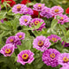 Zinnia 'Dream' Seeds