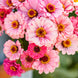 Zinnia 'Exquisite' Seeds